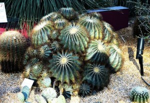 Cactus 3              